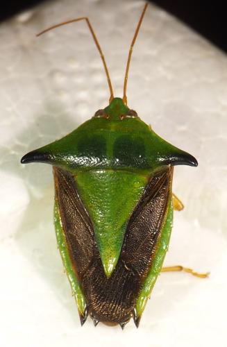 Edessa sp.